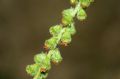 Agrimonia eupatoria